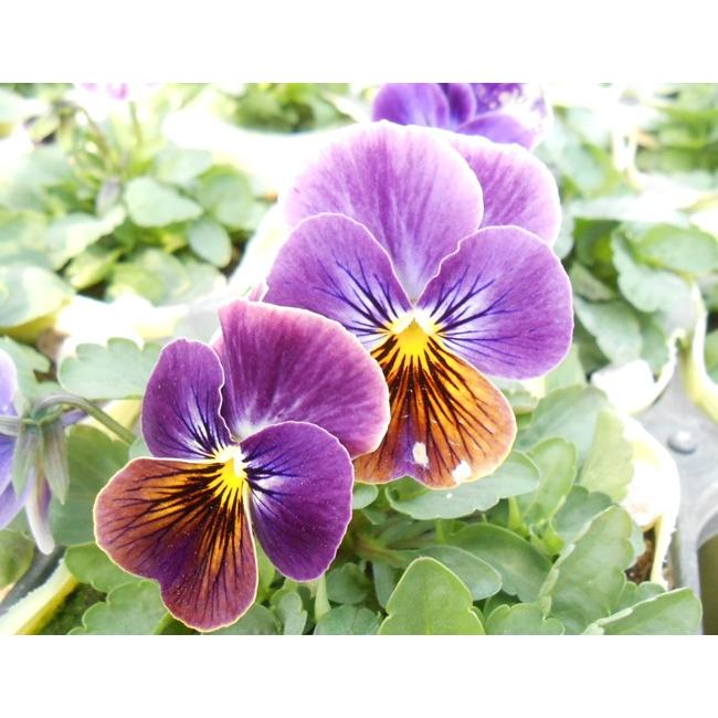 ビオラ 苗 ソルベ アンティークシェード 4株 色幅あり イケダグリーンセンターヤフー店 通販 Yahoo ショッピング