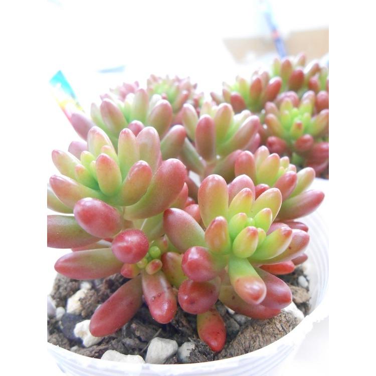 多肉植物 セダム 虹の玉 約6ｃｍポット イケダグリーンセンターヤフー店 通販 Yahoo ショッピング