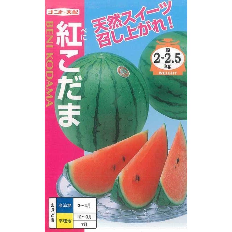 在庫有 小玉スイカ 種 紅こだま 100粒 ナント交配 大注目 Www Muslimaidusa Org