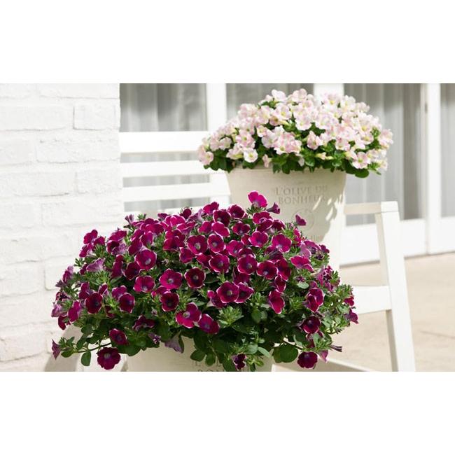 サントリーフラワーズ サフィニア アート ももいろハート 9ｃｍポット苗 2株セット イケダグリーンセンターヤフー店 通販 Yahoo ショッピング