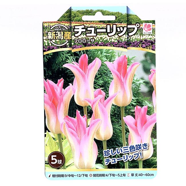 新潟産 チューリップ 球根 フロローサ 5球 イケダグリーンセンターヤフー店 通販 Yahoo ショッピング