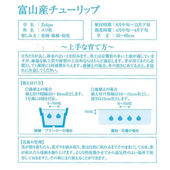 富山産 チューリップ 球根 サニープリンス 5球 イケダグリーンセンターヤフー店 通販 Yahoo ショッピング