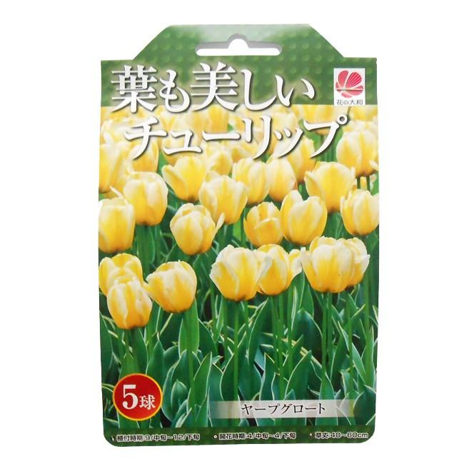 これまでで最高のチューリップ 葉 最高の花の画像