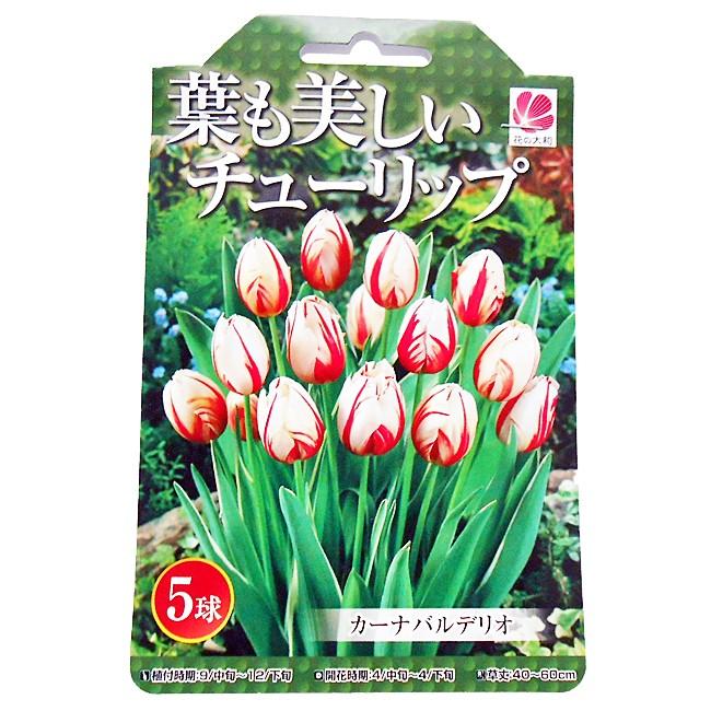 花の大和 葉も美しい チューリップ 球根 ガーナバルデリオ 5球 イケダグリーンセンターヤフー店 通販 Yahoo ショッピング