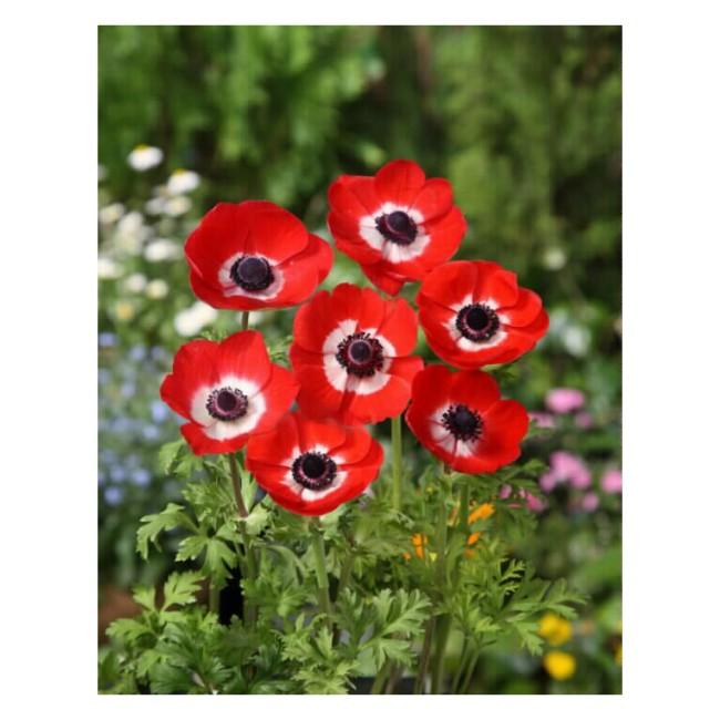 花の大和 アネモネ 球根 一重咲き 赤 35ｍｌ イケダグリーンセンターヤフー店 通販 Yahoo ショッピング