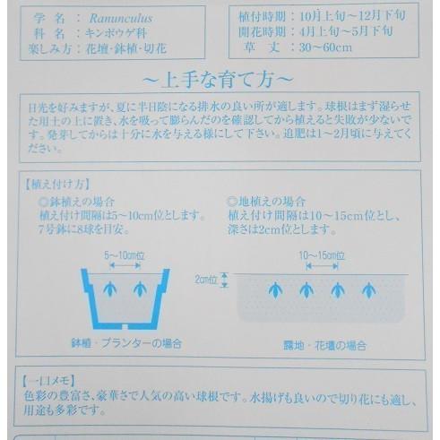 ショップ 花の大和 ラナンキュラス球根 6球 クレオパトラパープル