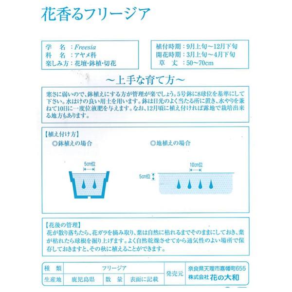 花の球根 花香るフリージア 一重咲き 桃花種 10球 イケダグリーンセンターヤフー店 通販 Yahoo ショッピング