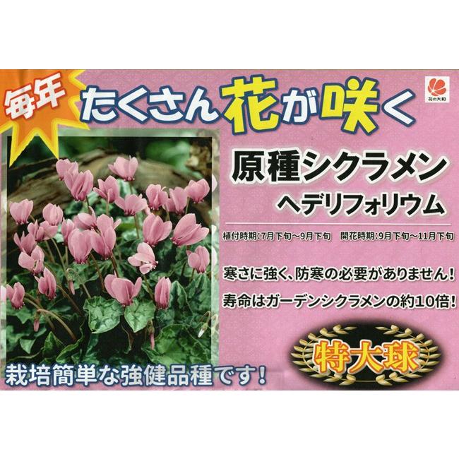 花の大和 球根 原種シクラメン ヘデリフォリウム 1球 イケダグリーンセンターヤフー店 通販 Yahoo ショッピング