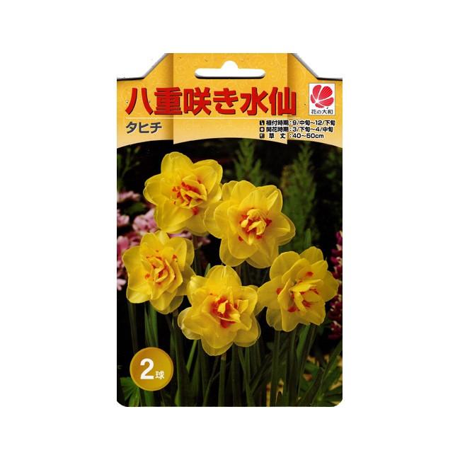 花の大和 八重咲き水仙 球根 タヒチ 2球 イケダグリーンセンターヤフー店 通販 Yahoo ショッピング