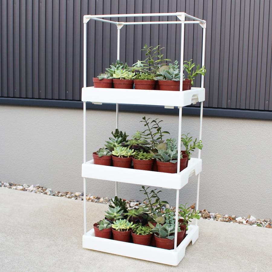 【✦即完売✦エケベリア✦М65✦フィッシュテール✦サイズ１✦】 ✦即完売✦エケベリア✦М65✦フィッシュテール✦サイズ1✦】 多様な