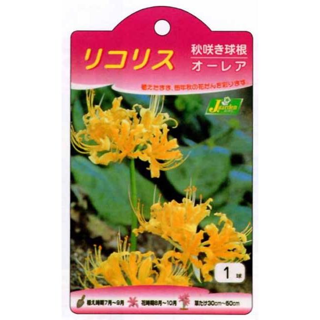 リコリス 彼岸花 秋植え 球根 ギガランキングｊｐ