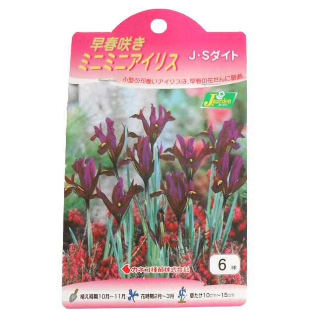 カネコ種苗 ミニミニ アイリス 球根 J Sダイト 6球入り イケダグリーンセンターヤフー店 通販 Yahoo ショッピング