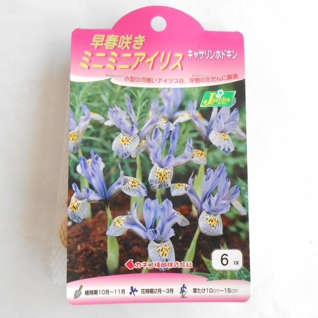 カネコ種苗 ミニミニ アイリス 球根 キャサリンホドキン 6球入り イケダグリーンセンターヤフー店 通販 Yahoo ショッピング