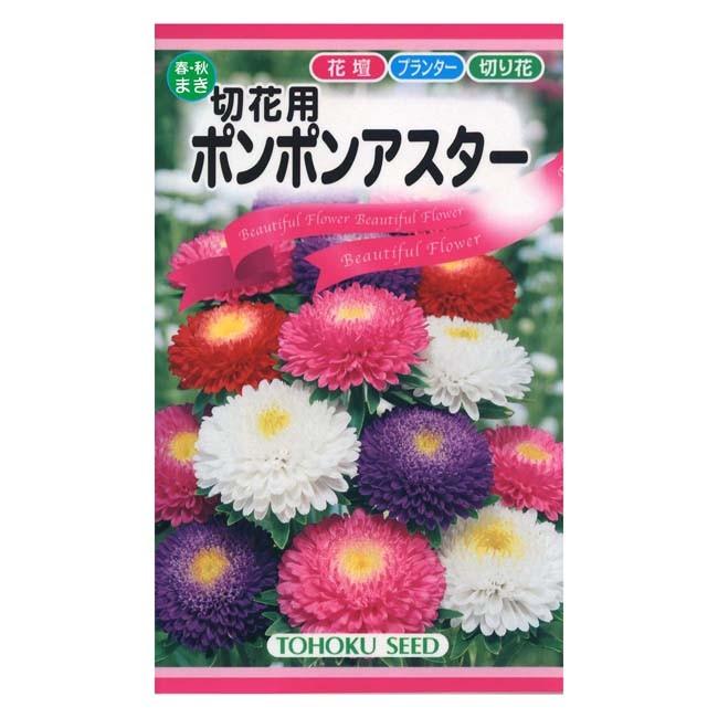 花の種 トーホク 切花用 ポンポンアスター イケダグリーンセンターヤフー店 通販 Yahoo ショッピング