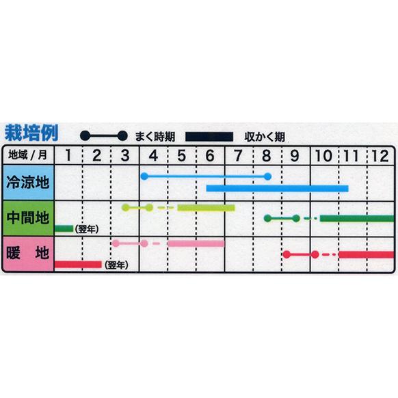 トーホク ビーツ種 あま〜い ゴールデンビーツ : イケダグリーン