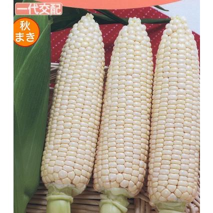 翡翠 トウモロコシ ターボブロゴス真珠磨き(アフリカヤコウガイ)【約9～10cm/1個