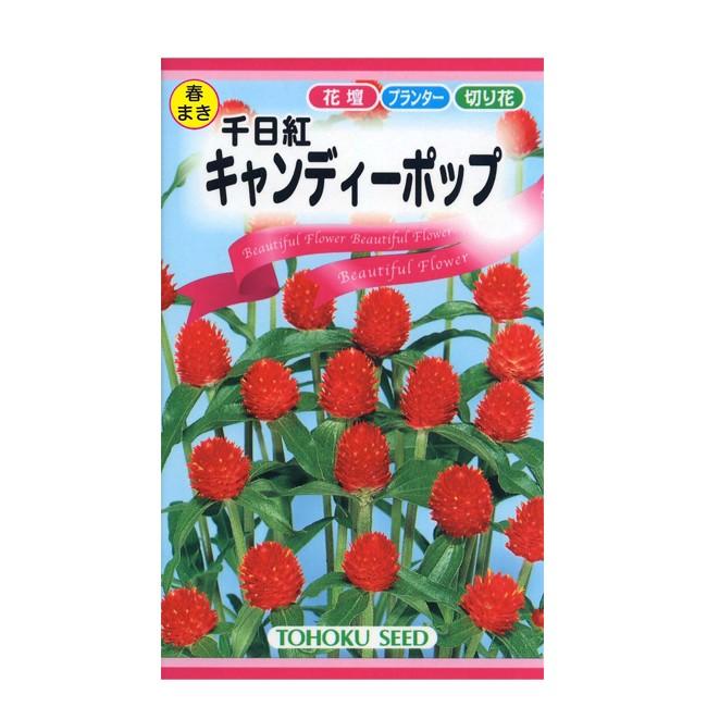 花の種 トーホク 千日紅 キャンディーポップ イケダグリーンセンターヤフー店 通販 Yahoo ショッピング