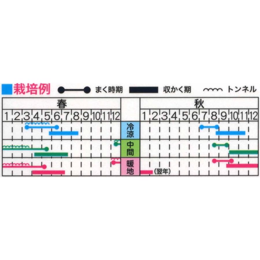 トーホク 大根 種 かわいい大根 小太郎 : イケダグリーンセンター