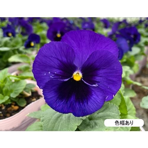 パンジー 苗 F1ピカソ ブルーブロッチ 4ポット Picassoligthblotch 6 イケダグリーンセンターヤフー店 通販 Yahoo ショッピング