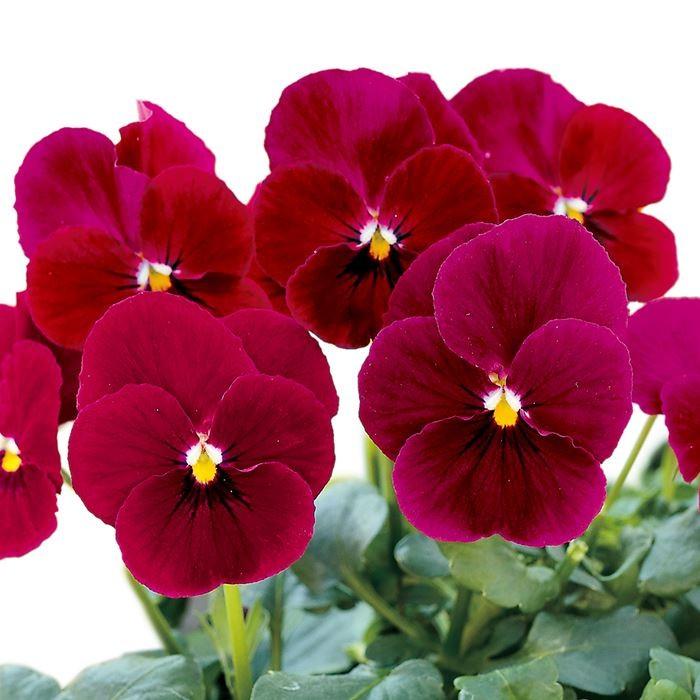 ビオラ 苗 ソルベ カーマインローズ 11月上旬以降販売予定 Sorbetcarminerose イケダグリーンセンターヤフー店 通販 Yahoo ショッピング