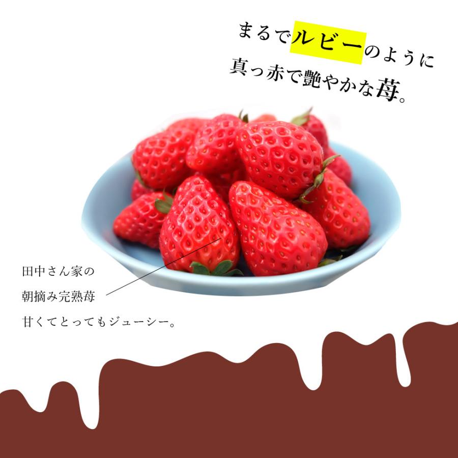 チョコいちご大福  手作り 体験 セット 11〜15粒 滋賀県産 産地直送 プレゼント 贈り物 大きい 朝採れ ホワイトデー いちごフェア ひな祭り 雛祭　バレンタイン｜ikkadanran｜05