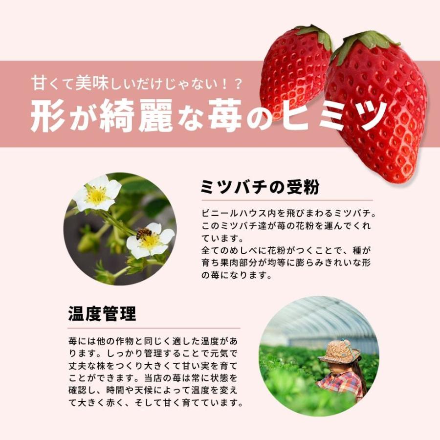 いちごゼリー いちご ゼリー 水餅 手作り 体験 セット 水信玄餅 いちご農家応援 あきひめ 11 15粒 滋賀県産 アガー ホワイトデー いちごフェア ひな祭り 雛祭り Ichigo Jelly だんらん 日曜の晩ごはん 通販 Yahoo ショッピング