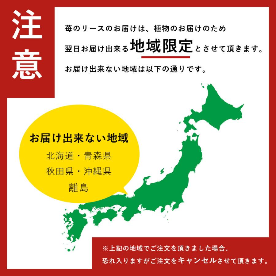 おうちでイチゴ狩りキット　滋賀県産　章姫　苺　いちご　親子｜ikkadanran｜04