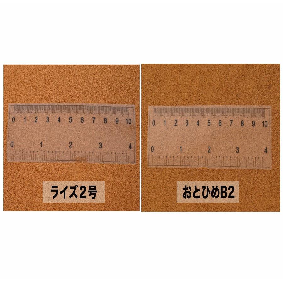 日清丸紅飼料 ライズ4号 1kg (500g×2袋) (粒径0.58〜0.84mm 日清丸紅飼料 ライズ4号 1kg (500g×2袋) (粒径0.58〜0.84mm