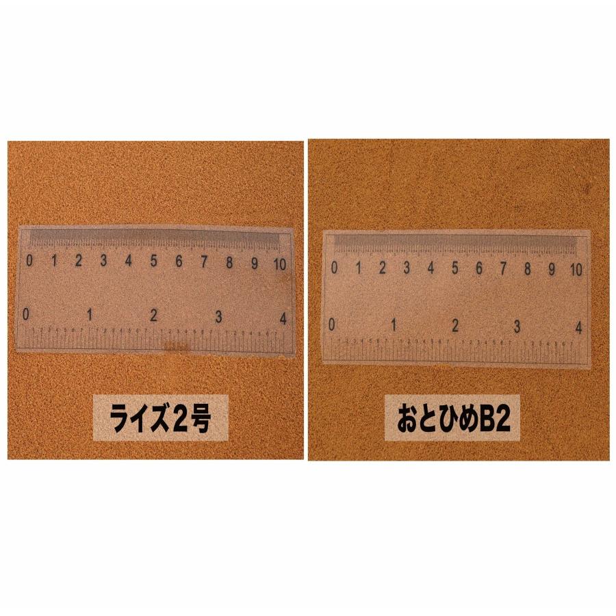 日清丸紅飼料 ライズ2号 1kg(500g×2袋） (粒径0.36mm) 小分け品 メダカ