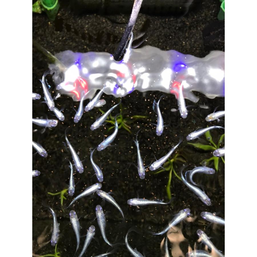 半額品日清丸紅飼料 おとひめB1 1kg(500g×2袋) メダカ 餌 エサ (0.2?0.36mm) 金魚 グッピー 沈降性(沈下性) 小分け 熱帯魚 魚のエサ めだかのごはん おとひめB1 500g グッピー 熱帯魚