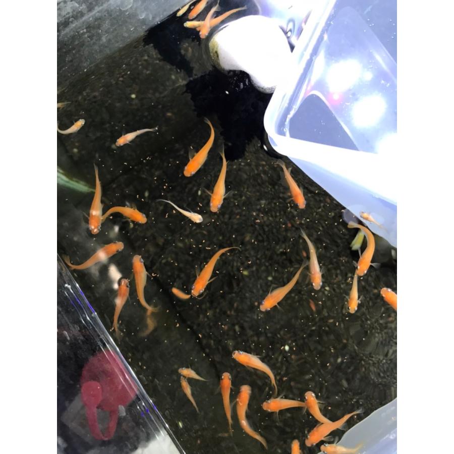 メダカ エサ 科学飼料研究所 リッチB10kg(2kg×5袋) ハイグロウ メダカ エサ 科学飼料研究所 リッチB10kg(2kg×5袋) ハイグロウ