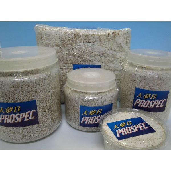 菌糸カップ60個【ヒラタケ菌糸】【大夢Bオリジナル】【新品120ccカップ】