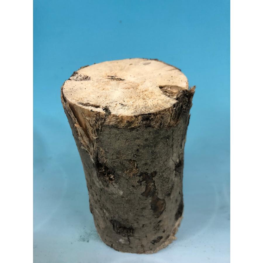 ■CH材（カエデ）産卵木LL　1本（長さ:約15cm、径:約10cm以上） |  | 03