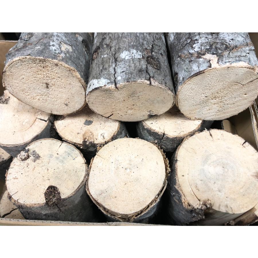 ■CH材（カエデ）産卵木M　1本（長さ:約15cm、径:約8cm前後） | 