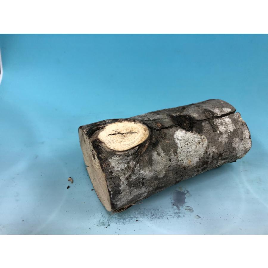 ■CH材（カエデ）産卵木M　1本（長さ:約15cm、径:約8cm前後） |  | 04