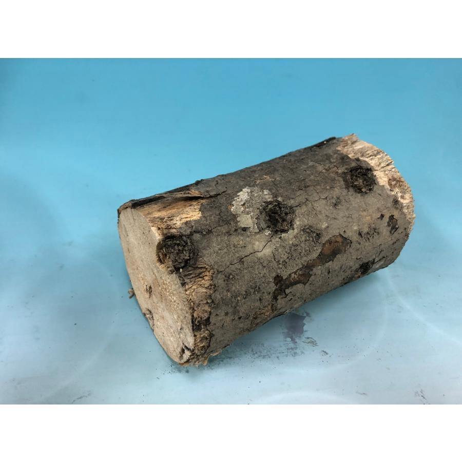 ■CH（カエデ）材産卵木S　1本（長さ:約15cm、径:約7cm以下） |  | 05