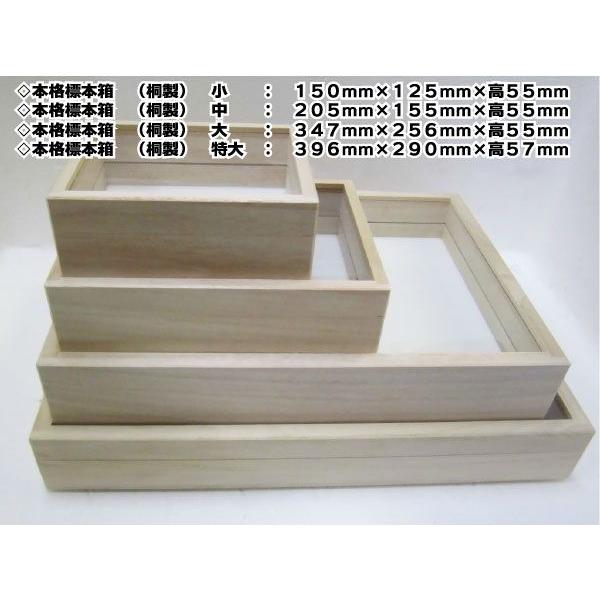 本格標本箱　（桐製）　小 |  | 03