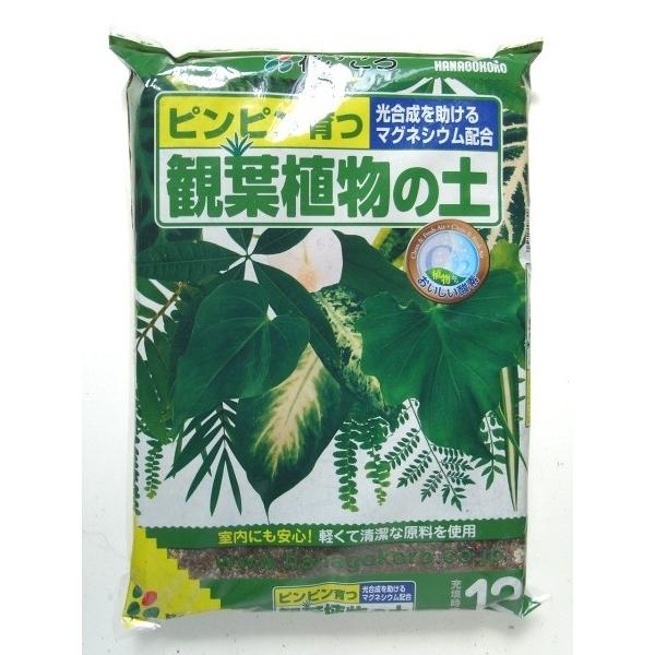 観葉植物植え替えセット 10号 鉢 土 受皿 鉢底石 オフィスにも人気 送料無料 一部除く Pajrptvfcm ガーデニング用品 テラコッター 通販 Yahoo ショッピング