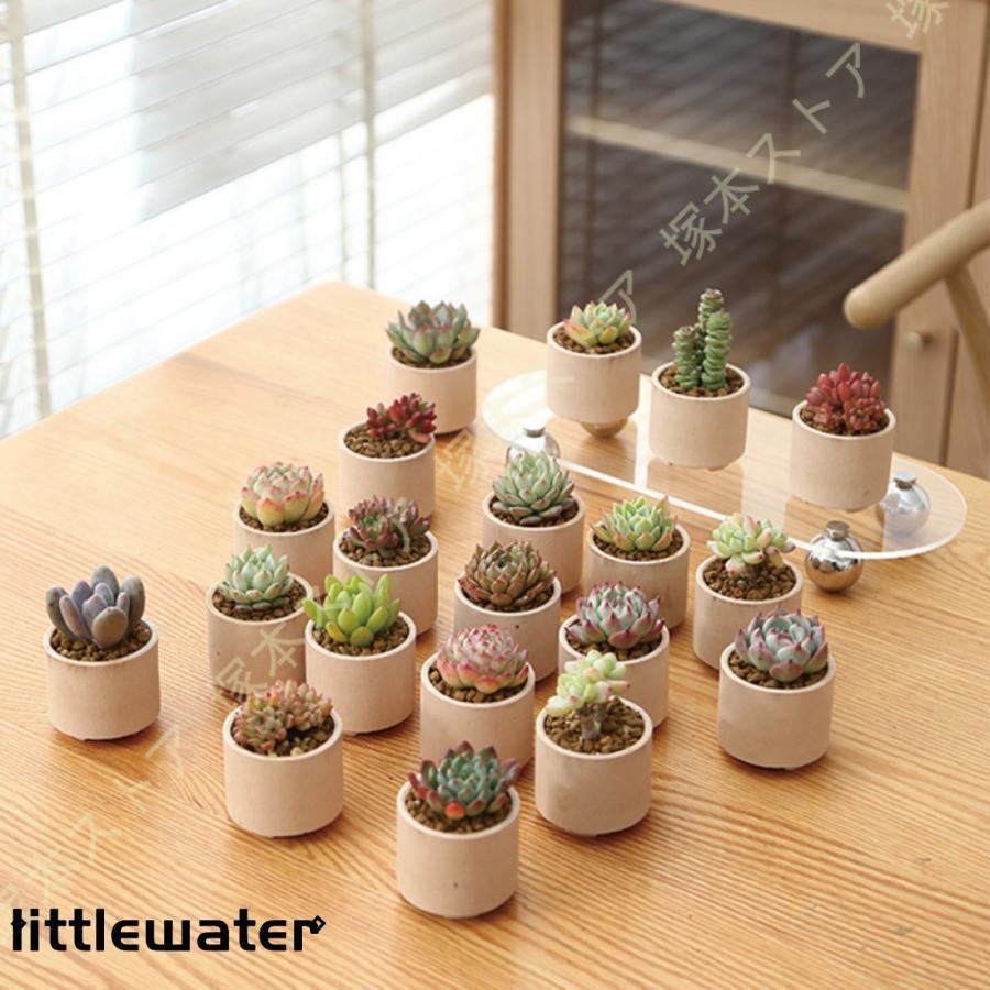 多肉植物鉢 植木鉢 テラコッタ 多底穴付き 5.5*5cm ミニ植物 ガーデン