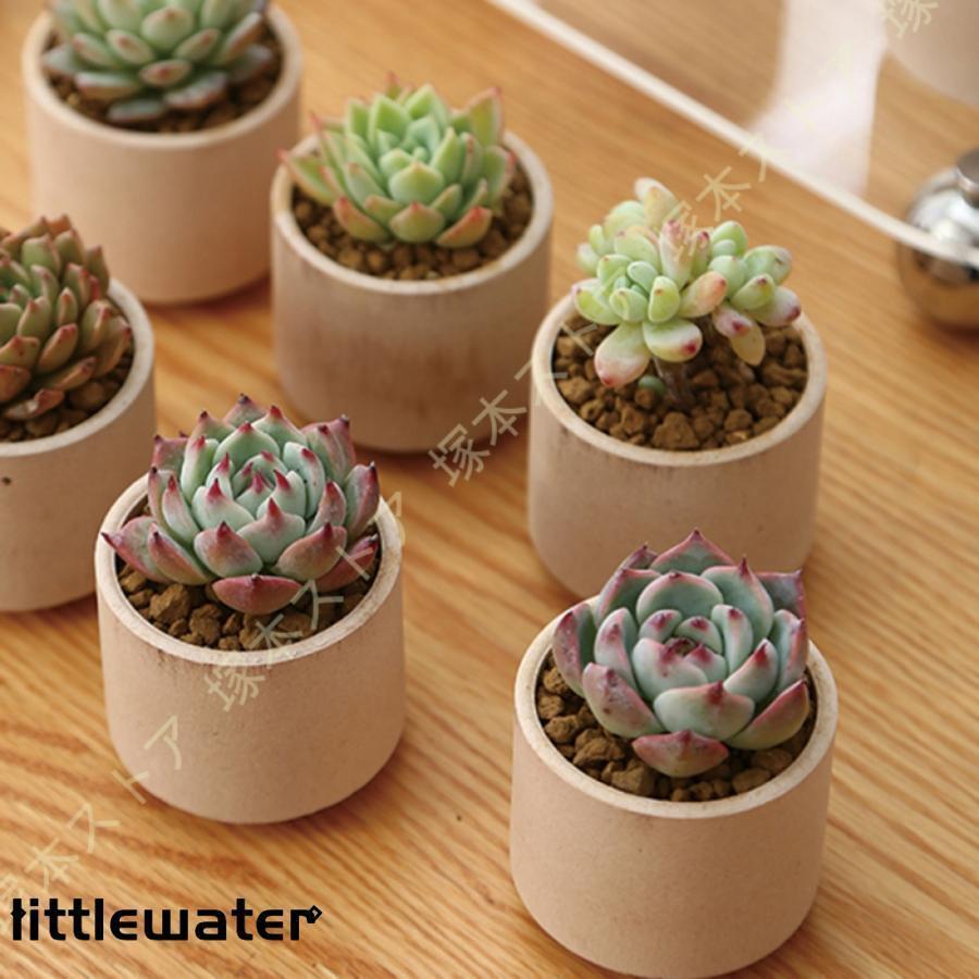 多肉植物鉢 植木鉢 テラコッタ 多底穴付き 5.5*5cm ミニ植物 ガーデン