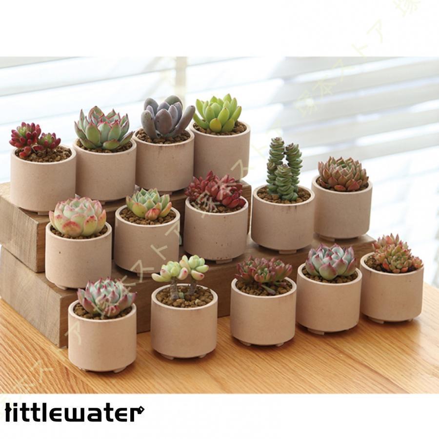 多肉植物鉢 植木鉢 テラコッタ 多底穴付き 5.5*5cm ミニ植物 ガーデン