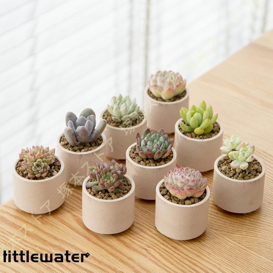多肉植物鉢 植木鉢 テラコッタ 多底穴付き 5.5*5cm ミニ植物 ガーデン