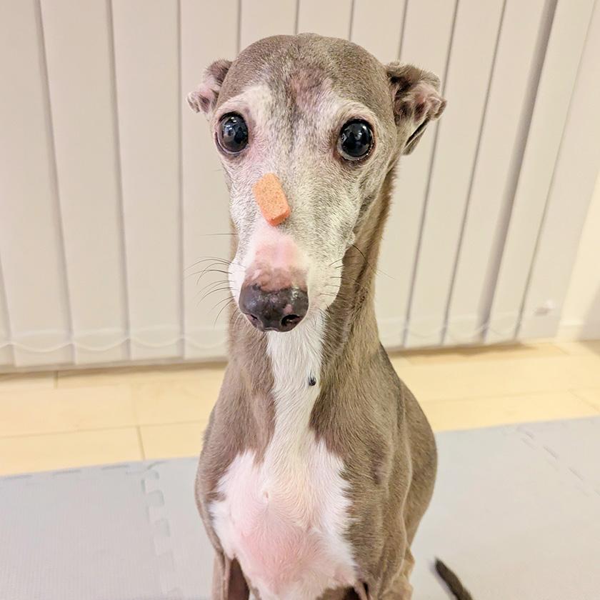 iliosmile（イリオスマイル） 犬 おやつ 無添加 pupuビスケット
