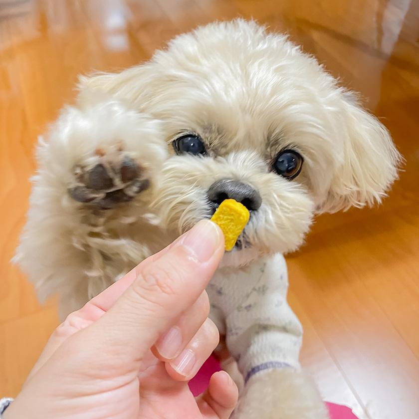 iliosmile（イリオスマイル） 犬 おやつ 無添加 pupuビスケット