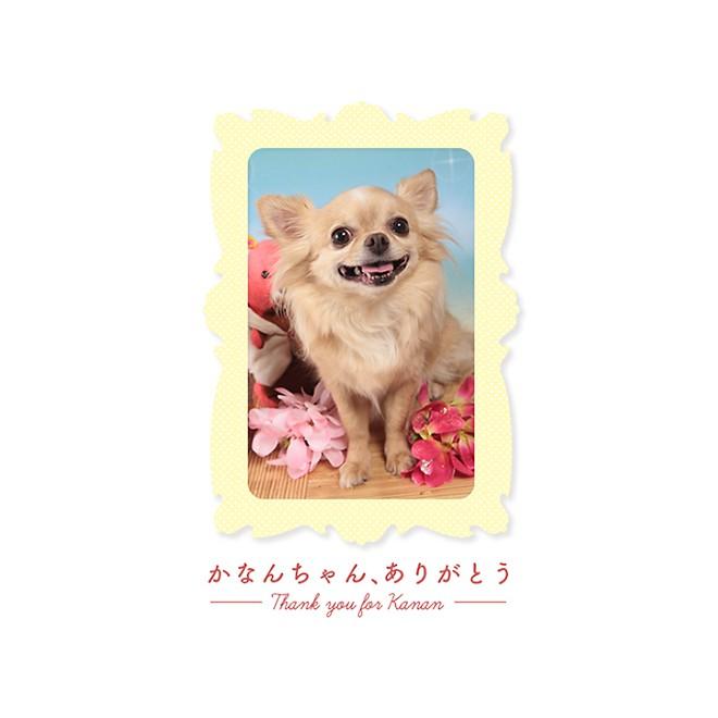 犬 無添加 オランダ産 ヤギミルク 50g/粉ミルク パピー シニア 水分補給 トッピング ふりかけ アレルギー｜iliosmile｜13