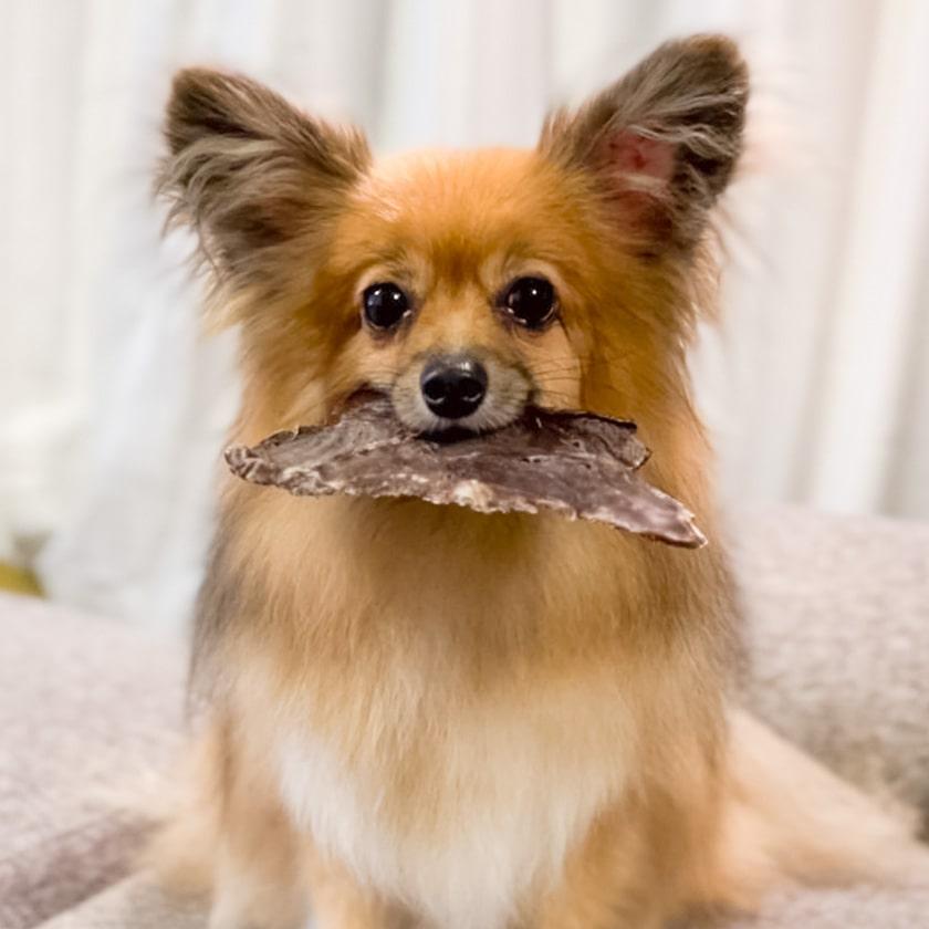 犬 おやつ 無添加 国産 鹿肉 ジャーキー 兵庫産 ニホン鹿の干し肉 50g イリオスマイル Ts0001 犬用自然派おやつ専門店iliosmile 通販 Yahoo ショッピング