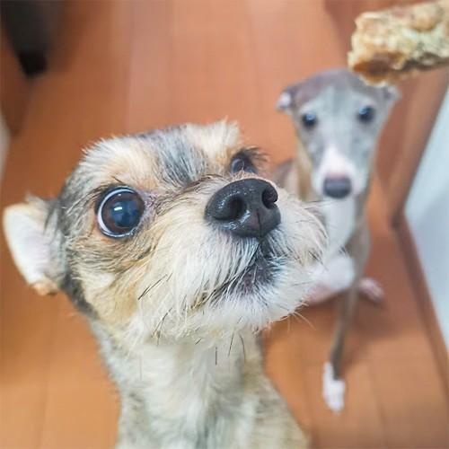 犬 おやつ 無添加 国産 魚 アレルギー トッピング 淡路島産 エイスティック 50g イリオスマイル Ts0013 犬用自然派おやつ専門店iliosmile 通販 Yahoo ショッピング