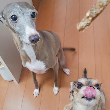 犬 おやつ 無添加 国産 魚 アレルギー トッピング 淡路島産 エイスティック 50g イリオスマイル Ts0013 犬用自然派おやつ専門店iliosmile 通販 Yahoo ショッピング