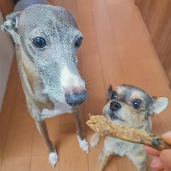 犬 おやつ 無添加 国産 魚 アレルギー トッピング 淡路島産 エイスティック 50g イリオスマイル Ts0013 犬用自然派おやつ専門店iliosmile 通販 Yahoo ショッピング