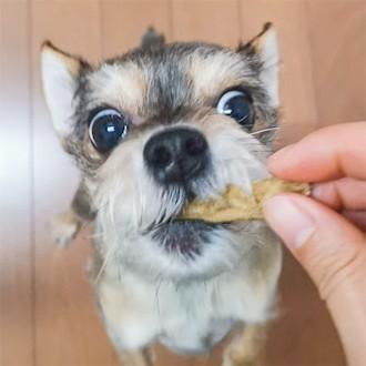 犬 おやつ 無添加 国産 魚 アレルギー トッピング 淡路島産 タチウオスティック 150g イリオスマイル Ts0018 犬用自然派おやつ専門店iliosmile 通販 Yahoo ショッピング